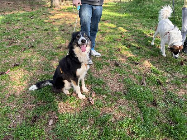 Mila - Splendida Border Collie da amare Foto 8